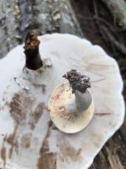 Lactarius subvernalis