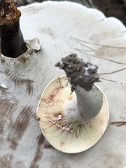 Lactarius subvernalis