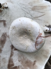 Lactarius subvernalis