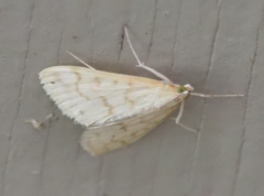 Hahncappsia pergilvalis