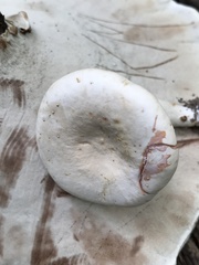 Lactarius subvernalis