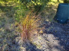 Schizachyrium condensatum