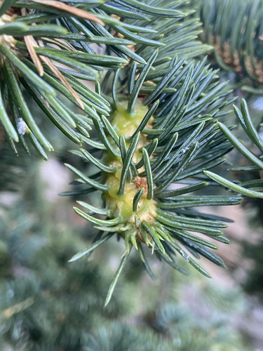 Douglas Fir Adelgid photo 5