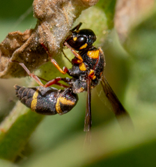 Parancistrocerus fulvipes