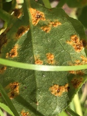 Pucciniastrum pyrolae