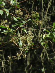 Valeriana clematitis