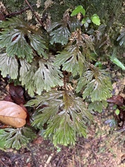 Selaginella intermedia
