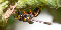 Parancistrocerus fulvipes
