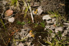 Lotus uliginosus