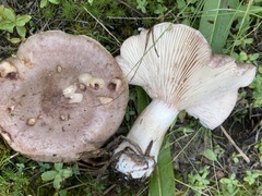 Lactarius uvidus