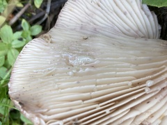 Lactarius uvidus