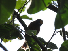 Catamblyrhynchus diadema