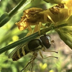Sphaerophoria philanthus