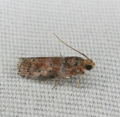 Sciota rubrisparsella