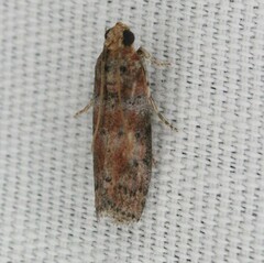 Sciota rubrisparsella