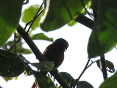 Catamblyrhynchus diadema