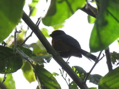 Catamblyrhynchus diadema