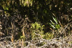 Deschampsia nubigena