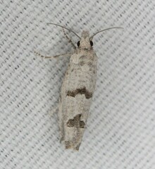 Pelochrista parapulveratana