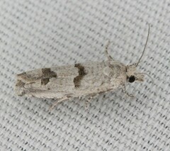 Pelochrista parapulveratana