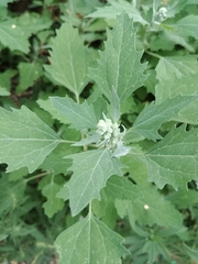 Chenopodium album