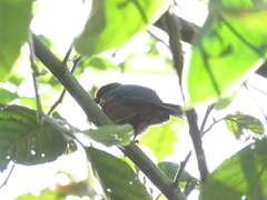 Catamblyrhynchus diadema