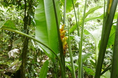 Heliconia caribaea