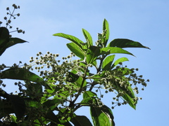 Lippia hirsuta