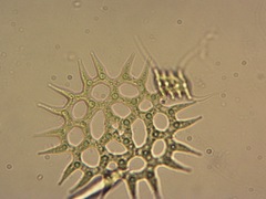 Hydrodictyaceae