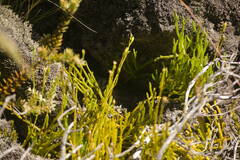 Lycopodium venustulum