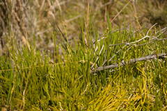 Lycopodium venustulum