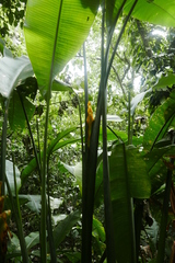 Heliconia caribaea