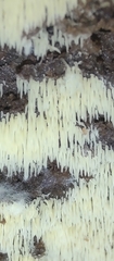 Mucronella calva aggregata