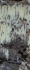 Mucronella calva aggregata