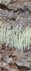 Mucronella calva aggregata