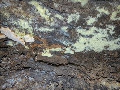 Mucronella calva aggregata