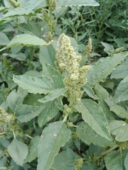 Amaranthus retroflexus