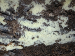 Mucronella calva aggregata