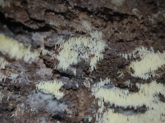 Mucronella calva aggregata