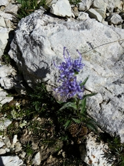 Phyteuma sieberi