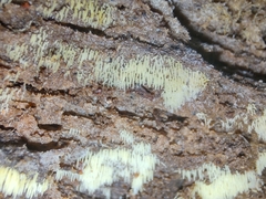 Mucronella calva aggregata