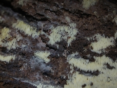 Mucronella calva aggregata