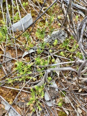 Millotia muelleri