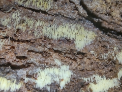 Mucronella calva aggregata