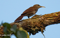 Lepidocolaptes duidae