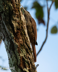 Lepidocolaptes duidae