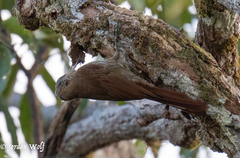 Lepidocolaptes duidae