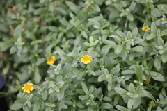 Lipochaeta integrifolia