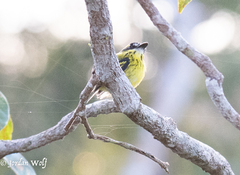 Todirostrum chrysocrotaphum