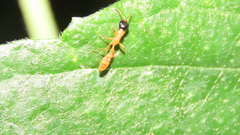 Pseudomyrmex salvini